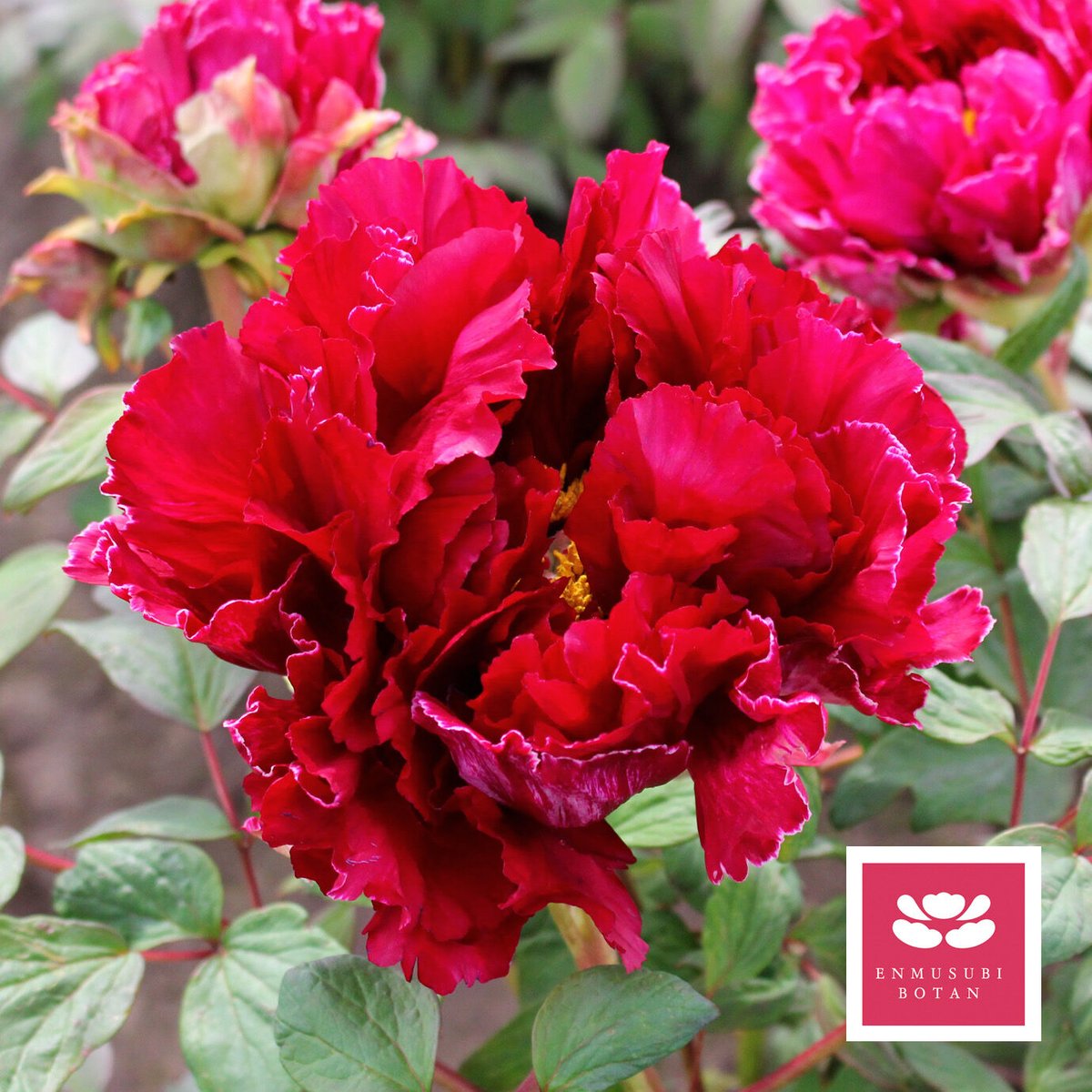 綾崎門 | 牡丹・芍薬の通信販売 松本農園通販サイト