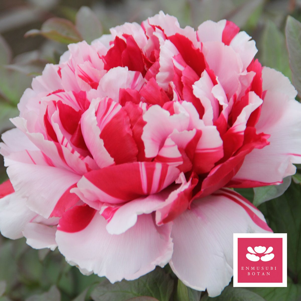 島錦 | 牡丹・芍薬の通信販売 松本農園通販サイト