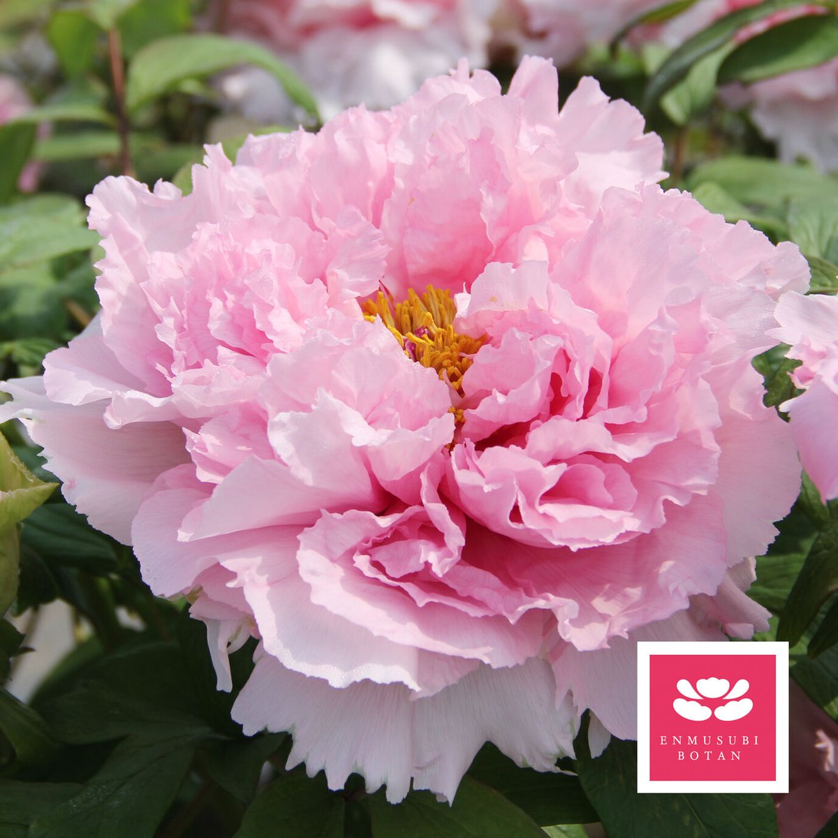 藻壁門 | 牡丹・芍薬の通信販売 松本農園通販サイト