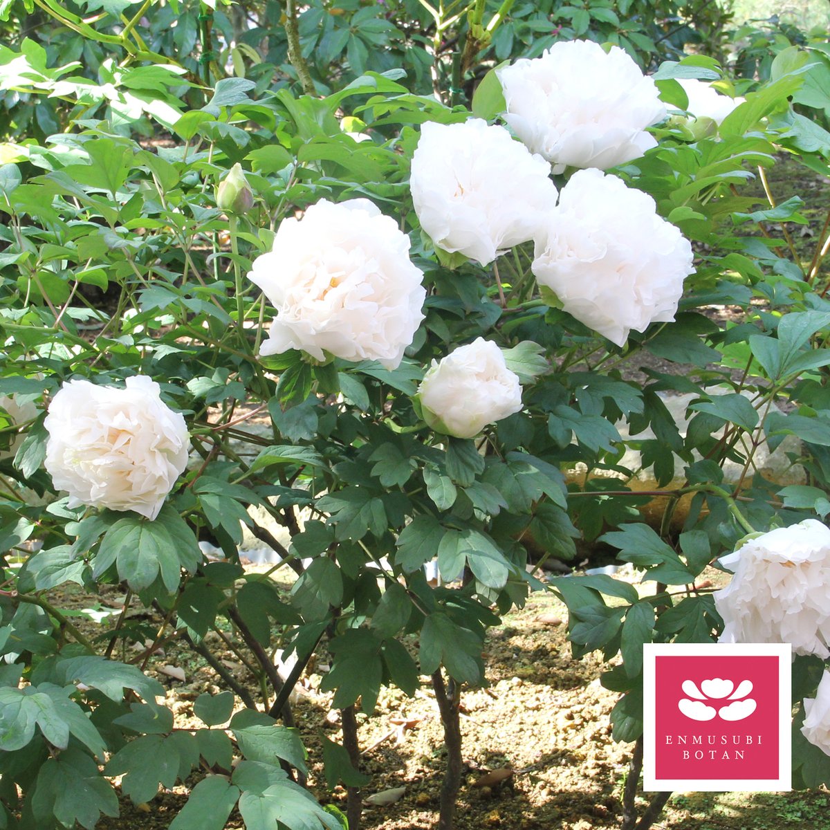牡丹苗木5号.村松の雪 鉢ごと 越の雪 | 牡丹・芍薬の