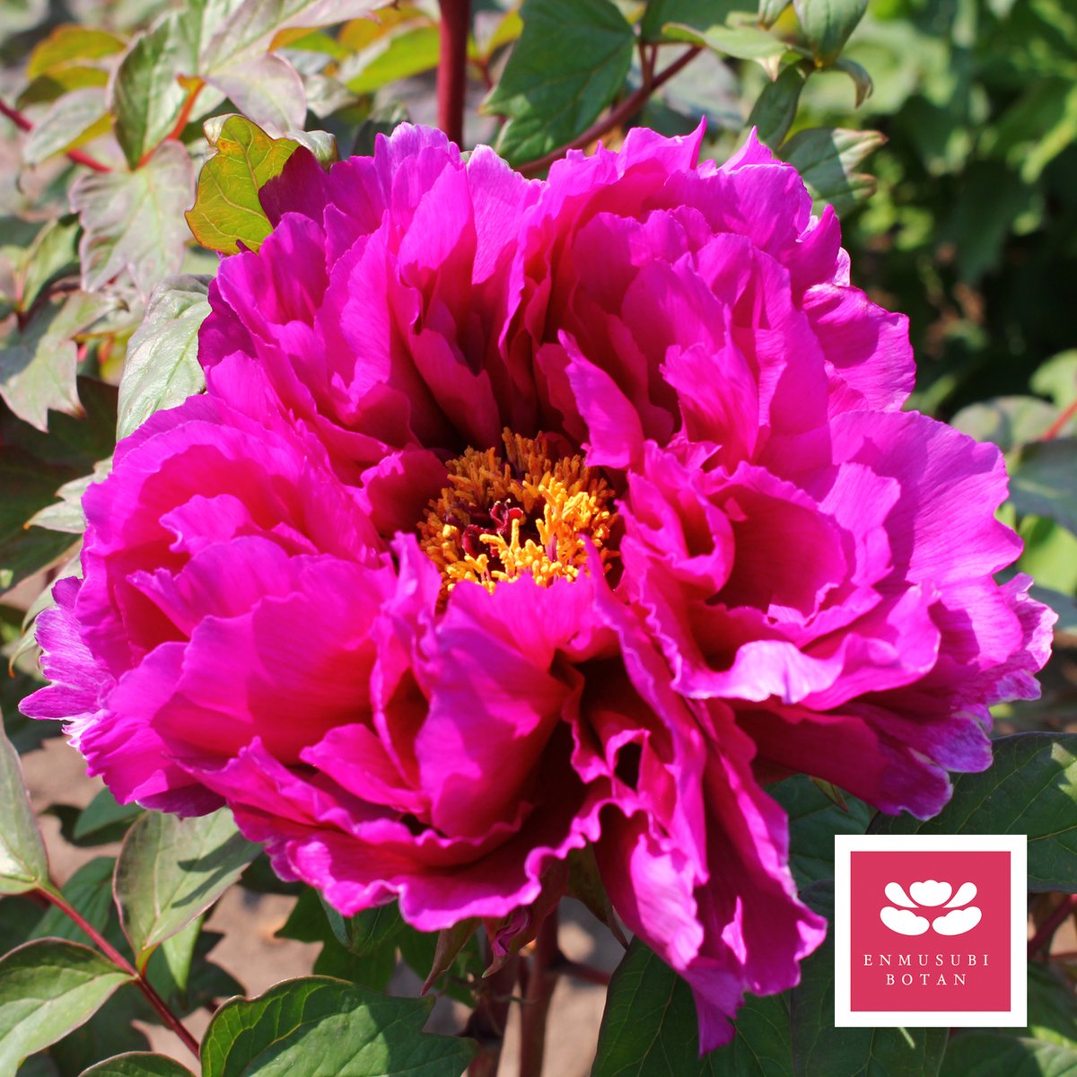 八雲 | 牡丹・芍薬の通信販売 松本農園通販サイト