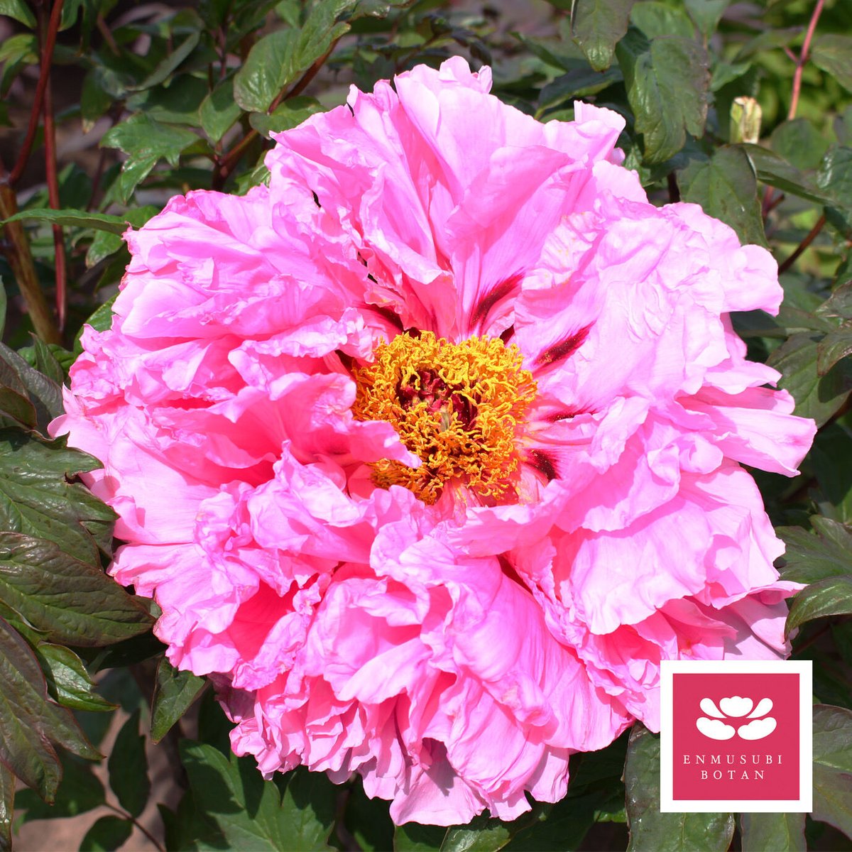 夕日の空 | 牡丹・芍薬の通信販売 松本農園通販サイト