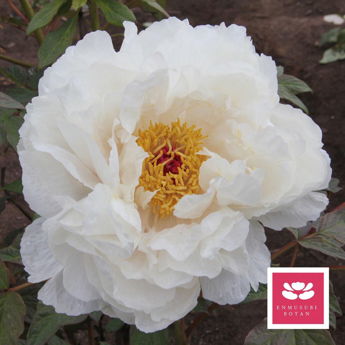 御国の曙 | 牡丹・芍薬の通信販売 松本農園通販サイト