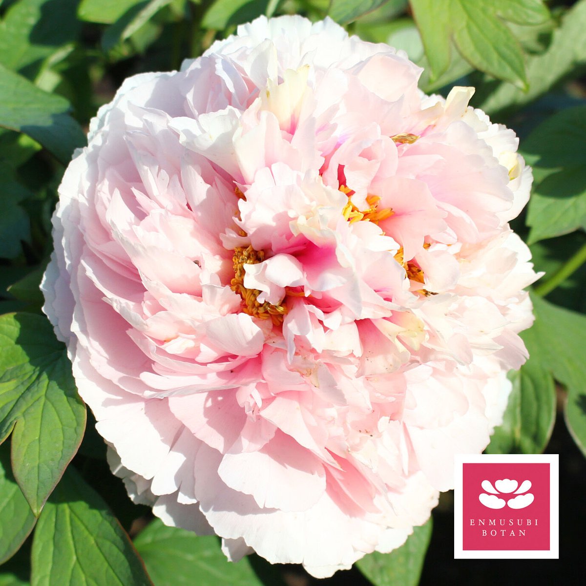 架け橋 | 牡丹・芍薬の通信販売 松本農園通販サイト