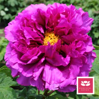 巨大輪の最新品種【華達磨】