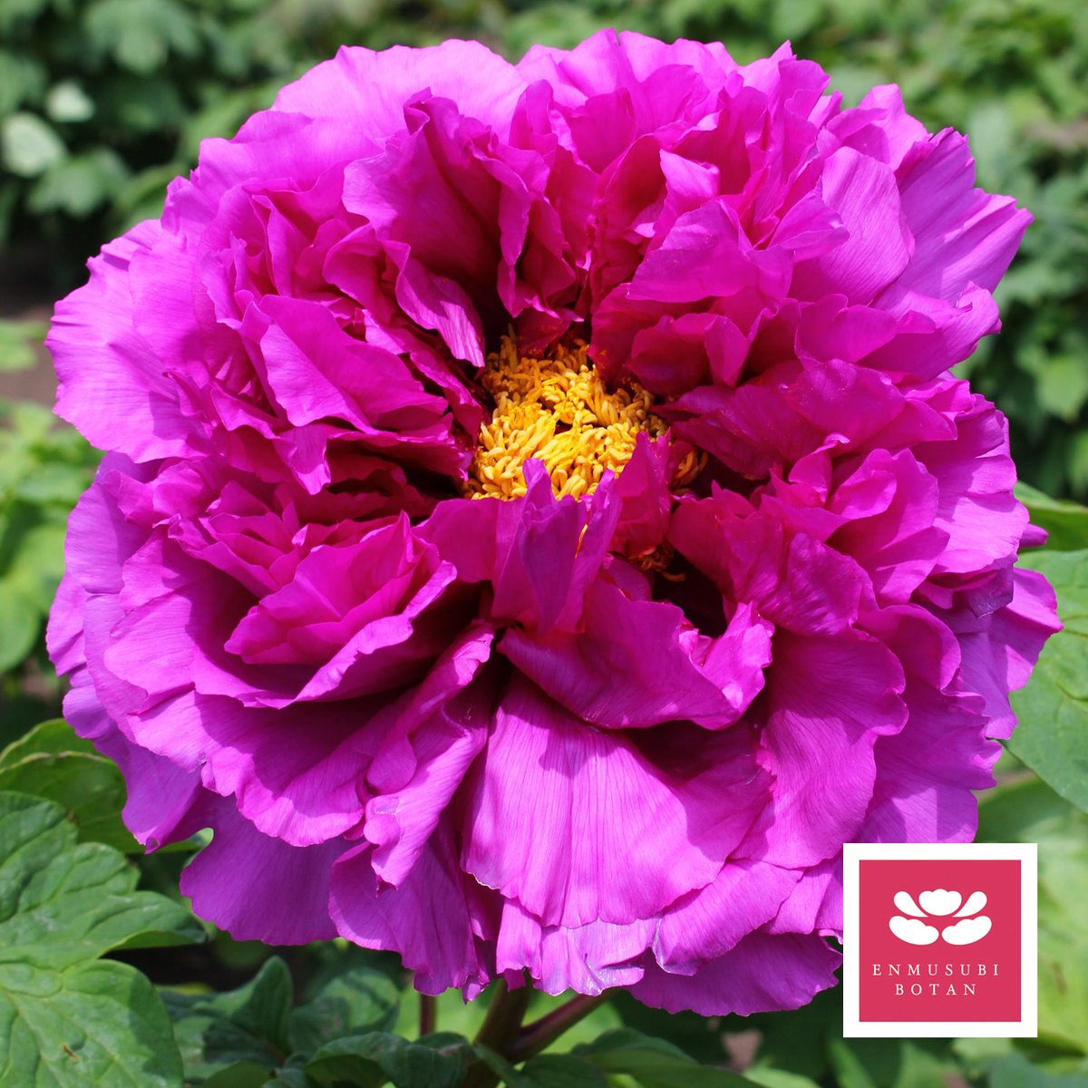 巨大輪の最新品種【華達磨】 | 牡丹・芍薬の通信販売 松本農園通販サイト