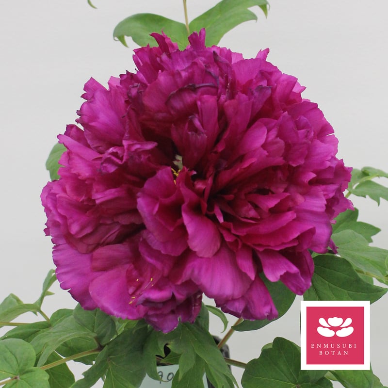 最新品種【大貴殿】モンヤ農園コラボ | 牡丹・芍薬の通信販売 松本農園