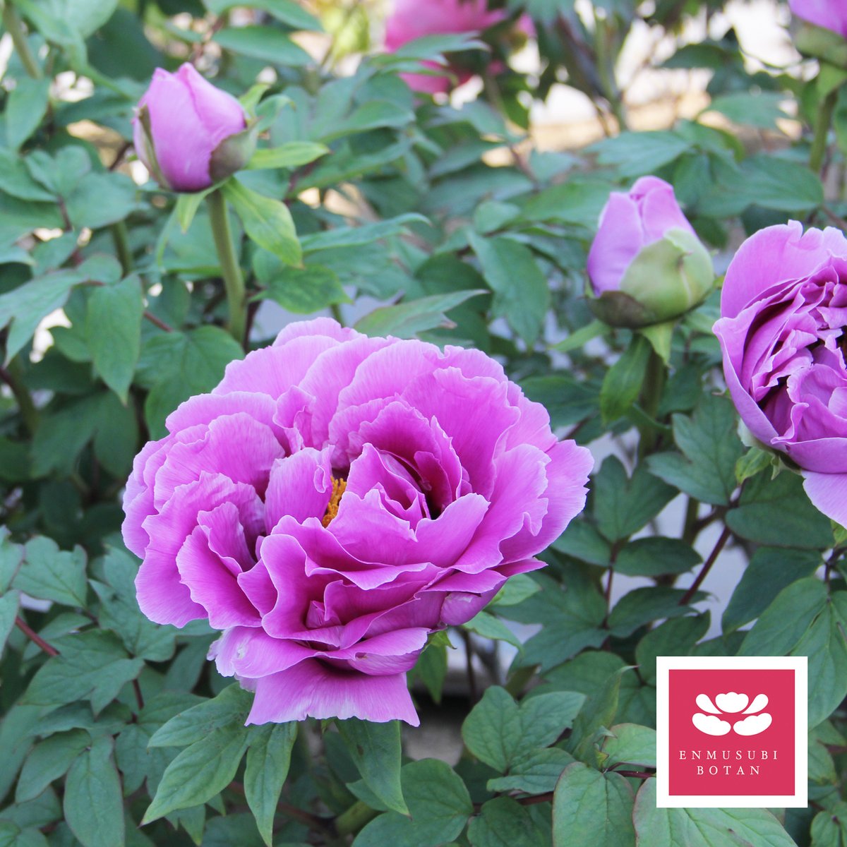 島根長寿楽 | 牡丹・芍薬の通信販売 松本農園通販サイト