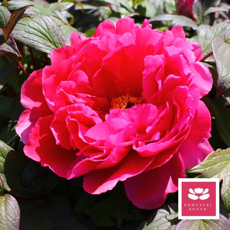 春爛漫 | 牡丹・芍薬の通信販売 松本農園通販サイト