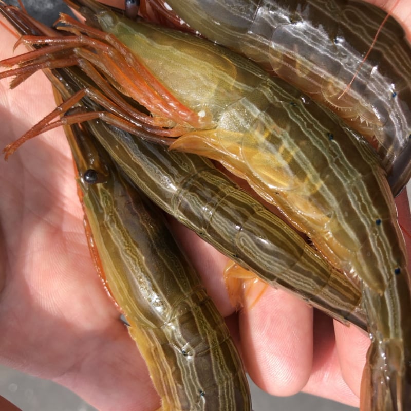 5kg 限定 送料サービス！北海道野付尾岱沼産 北海しまえび子持ち 500g 