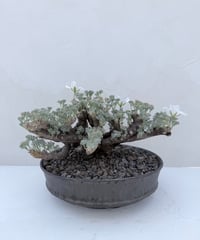 Monsonia multifida × 雅樂窯浅鉢