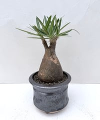 Pachypodium rosulatum var. gracilius × 姫野鉢