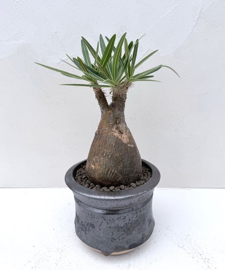 Pachypodium rosulatum var. gracilius × 姫野鉢