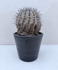 Copiapoa cinerea '黒王丸'