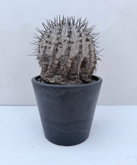 Copiapoa cinerea '黒王丸'