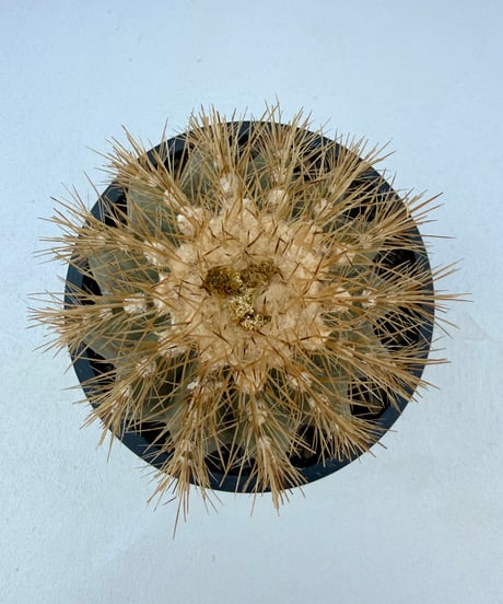 Copiapoa krainziana '雷血丸'