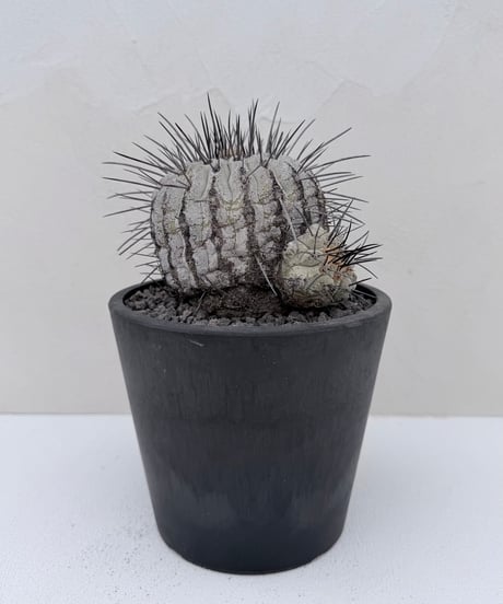 ① Copiapoa dealbata '黒士冠'