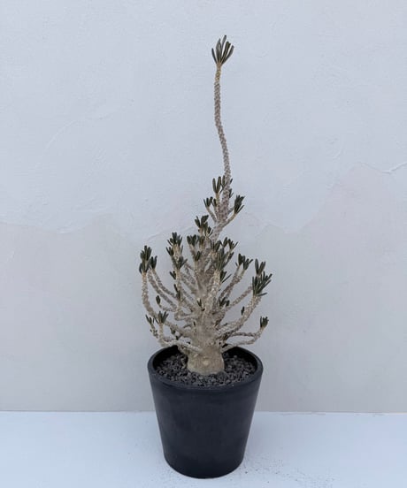 Dorstenia gigas f. bullata