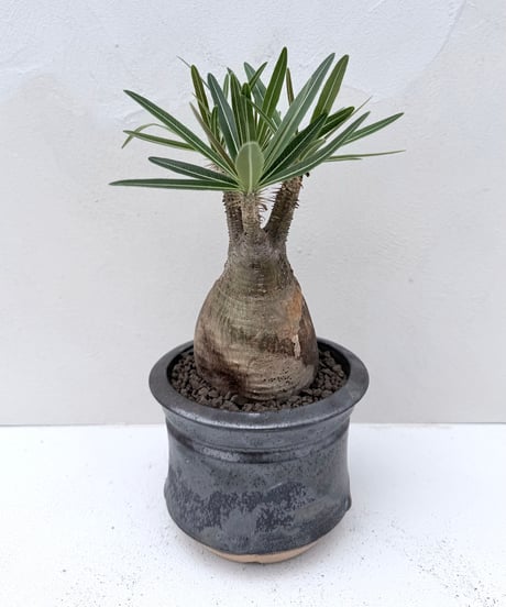 Pachypodium rosulatum var. gracilius × 姫野鉢