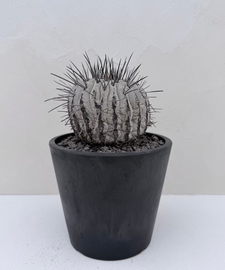 ① Copiapoa dealbata '黒士冠'