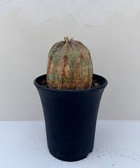 ② Euphorbia old obesa