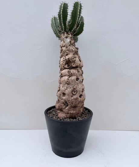 Euphorbia mlanjeana