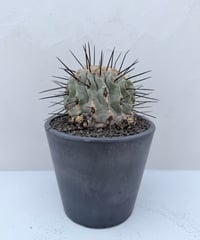 Copiapoa dealbata '黒士冠'