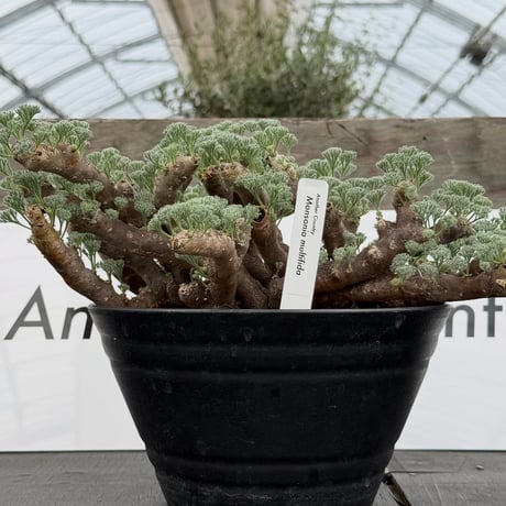 モンソニア　ムルチフィダ PW》モンソニア“ムルチフィダ（サルコカウロン ムルチフィズム