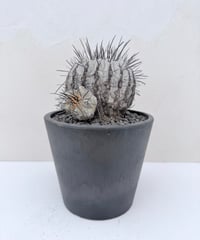① Copiapoa dealbata '黒士冠'