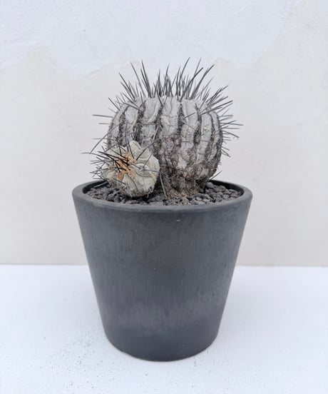① Copiapoa dealbata '黒士冠'