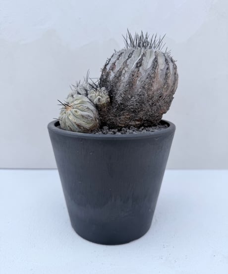 ② Copiapoa dealbata '黒士冠'