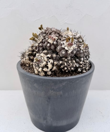 Copiapoa hypogaea