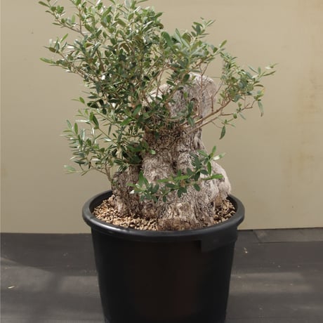 OLD Olive オールドオリーブ Old Olive 古木オリーブ［No.03］× 10号浅鉢(φ30cm) | Botanic