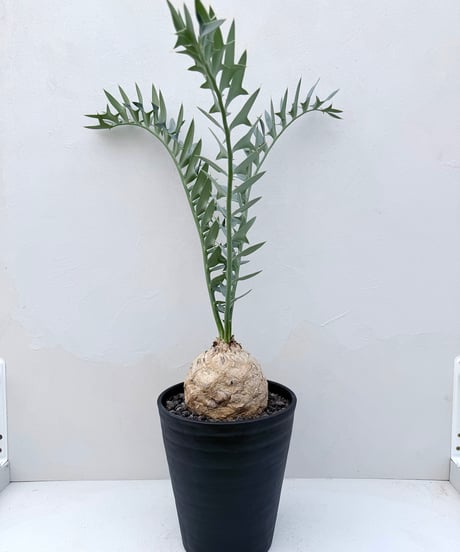 Encephalartos horridus