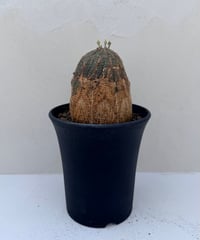 ① Euphorbia old obesa