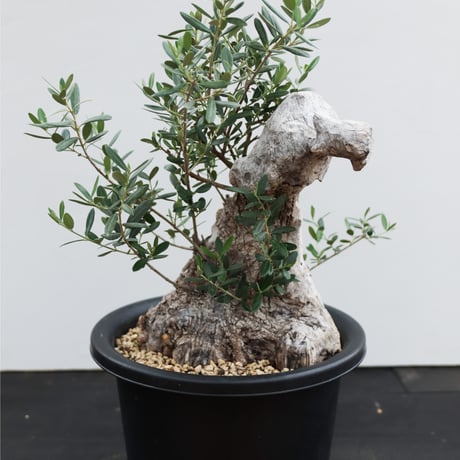OLD Olive オールドオリーブ Old olive(古木オリーブ)×the first industrial – ELBAZ GREEN STORE