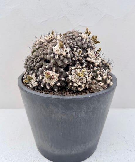 Copiapoa hypogaea