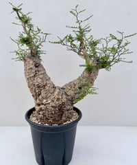 Operculicarya pachypus