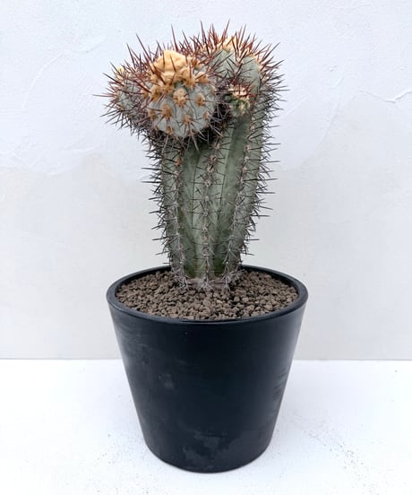 Copiapoa calderana