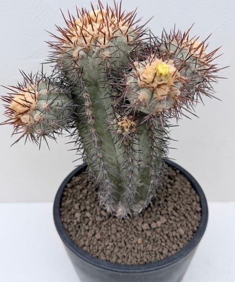 Copiapoa calderana