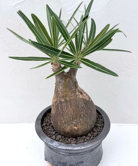 Pachypodium rosulatum var. gracilius × 姫野鉢