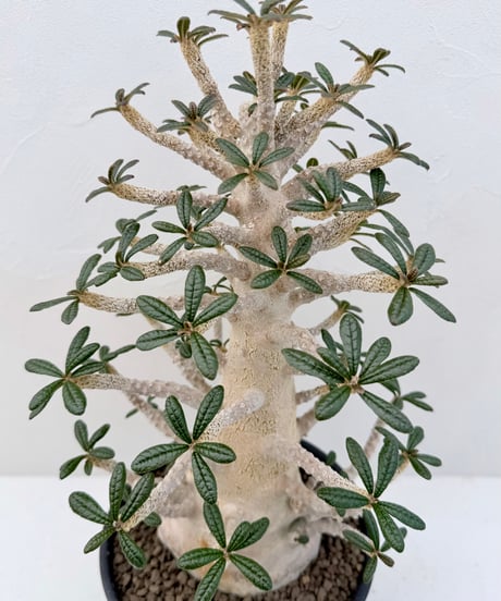 Dorstenia gigas