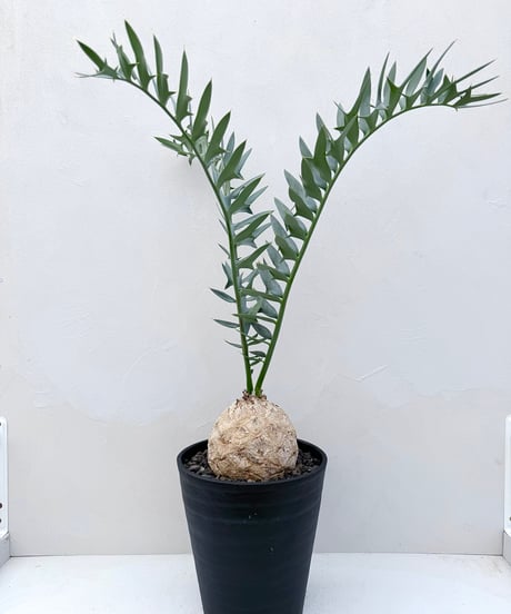 Encephalartos horridus