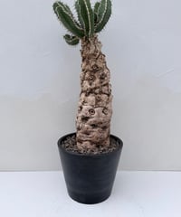 Euphorbia mlanjeana