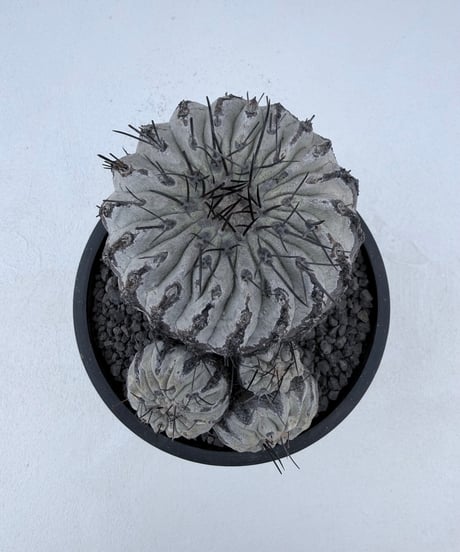 ② Copiapoa dealbata '黒士冠'