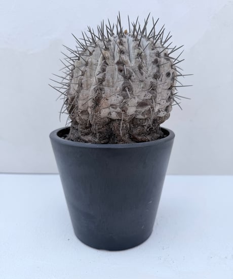 Copiapoa cinerea '黒王丸'