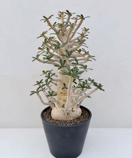 Dorstenia gigas