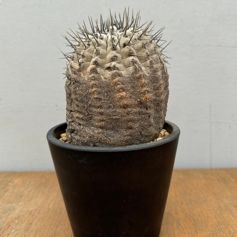 Copiapoa　コピアポア カリザレンシス　黒閃玉　現地球　群生　貴重 Copiapoaコピアポア カリザレンシス黒閃玉現地球群生貴重