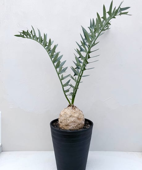 Encephalartos horridus