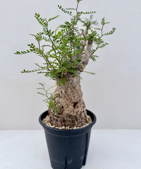 Operculicarya pachypus